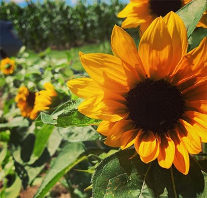 Bright sunflower in a garden with green foliage and other sunflowers.